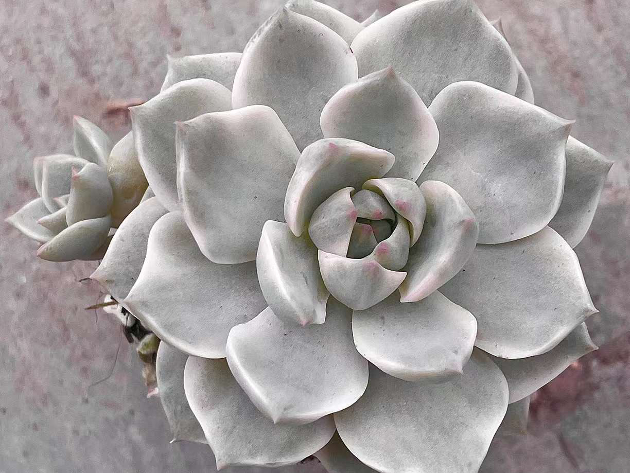 2023年春季最受欢迎的10大白色系多肉植物