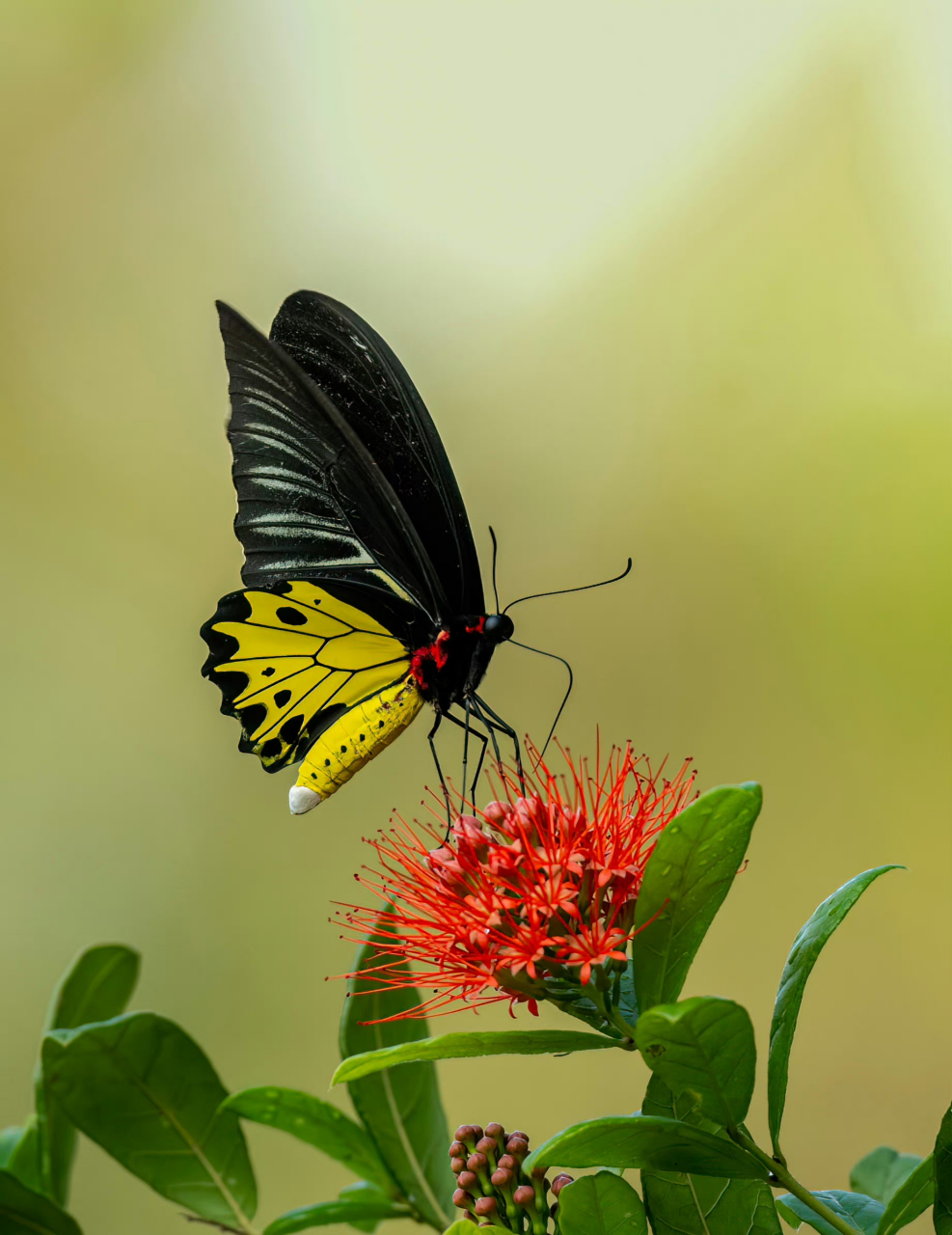 金裳凤蝶 晨光中访网球花的金裳凤蝶很美.