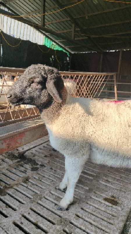 黑头杜泊种公羊,血统纯正,胚胎移植的好公羊-度小视