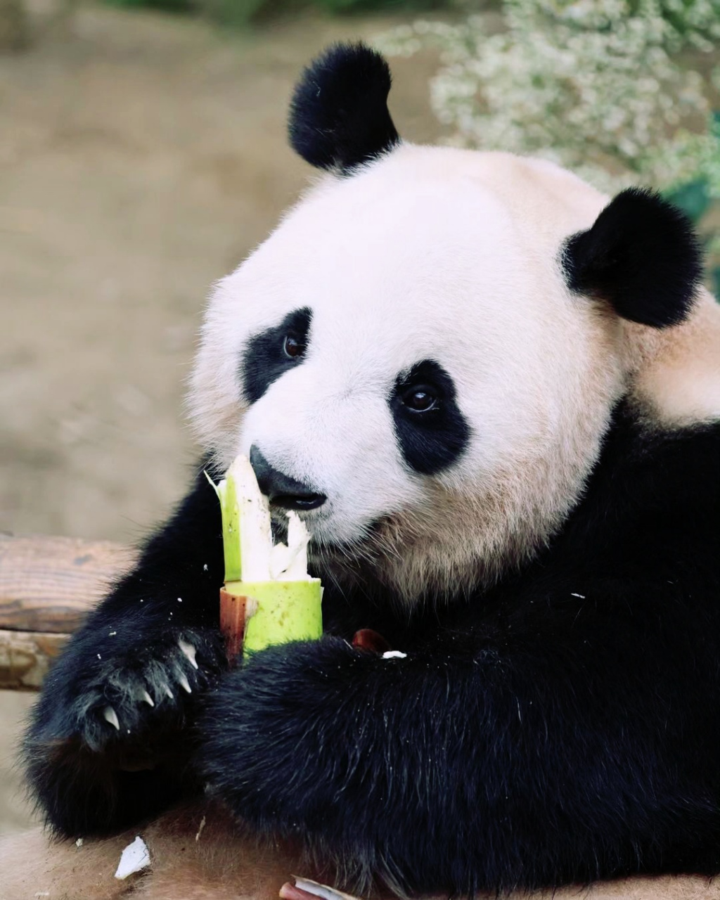 #大熊猫# 爱宝一家:翘屁熊乐宝先生在搞笑的路上越走越远,优雅美丽又