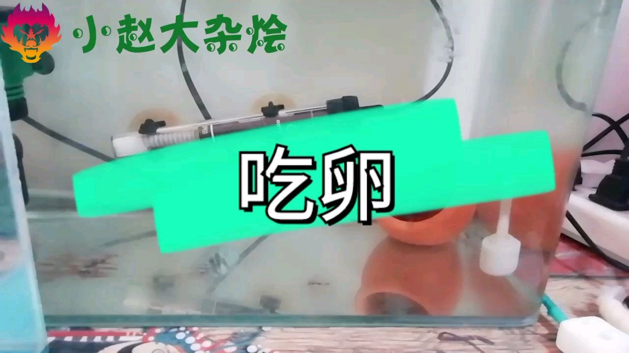 迷你鹦鹉鱼为什么吃卵
