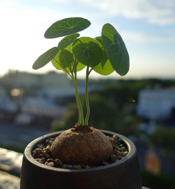 山乌龟的种植方法及注意事项