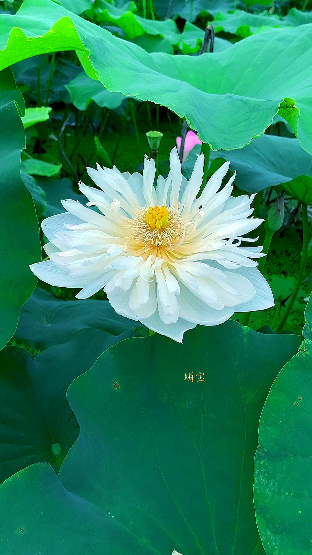 心若无尘菩提莲万般皆知清如许