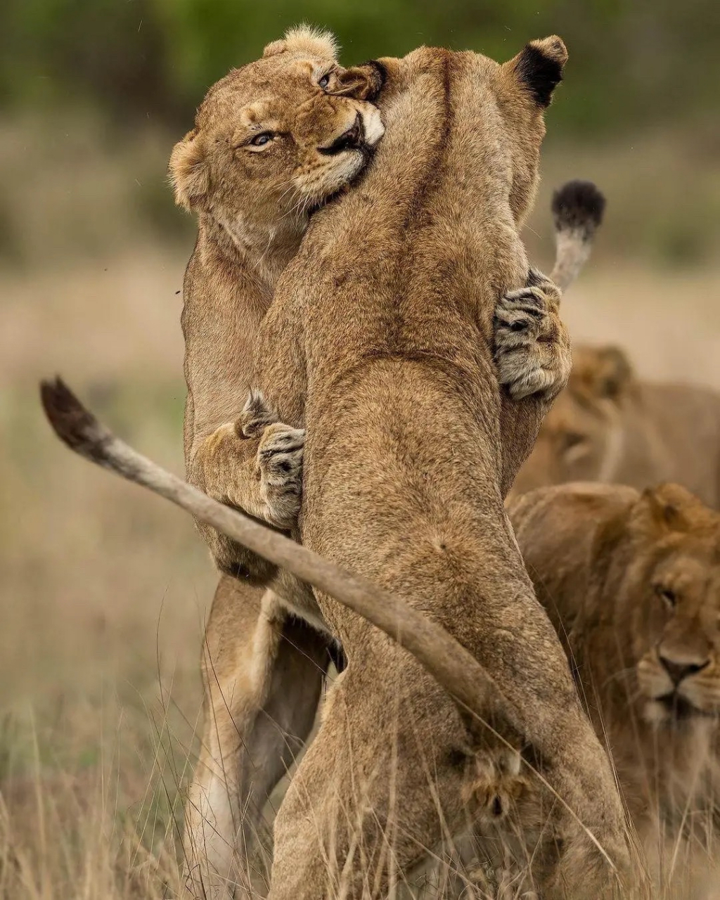 玩耍打闹的狮子!太有爱了.
