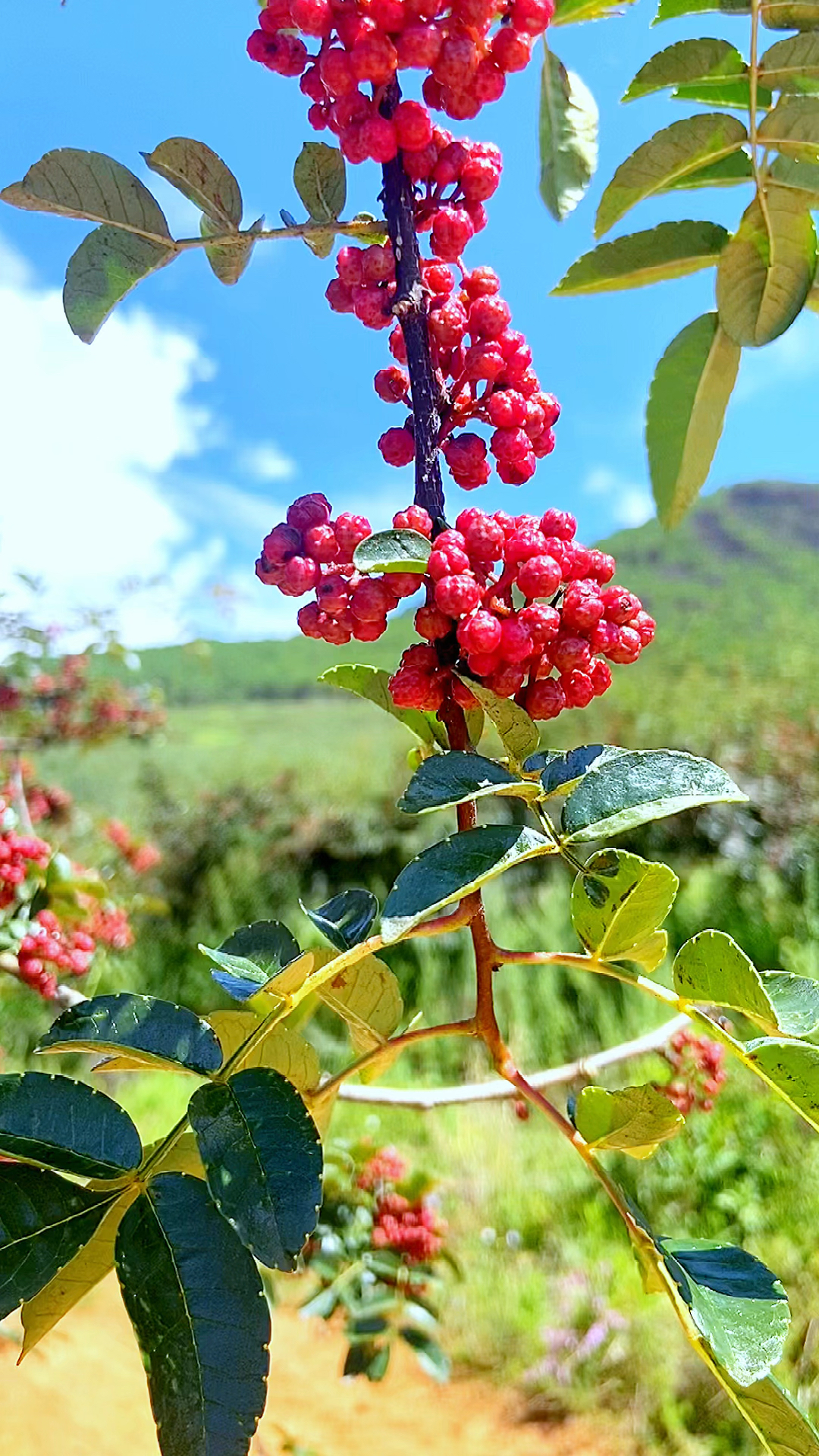 盐源花椒该有的样子