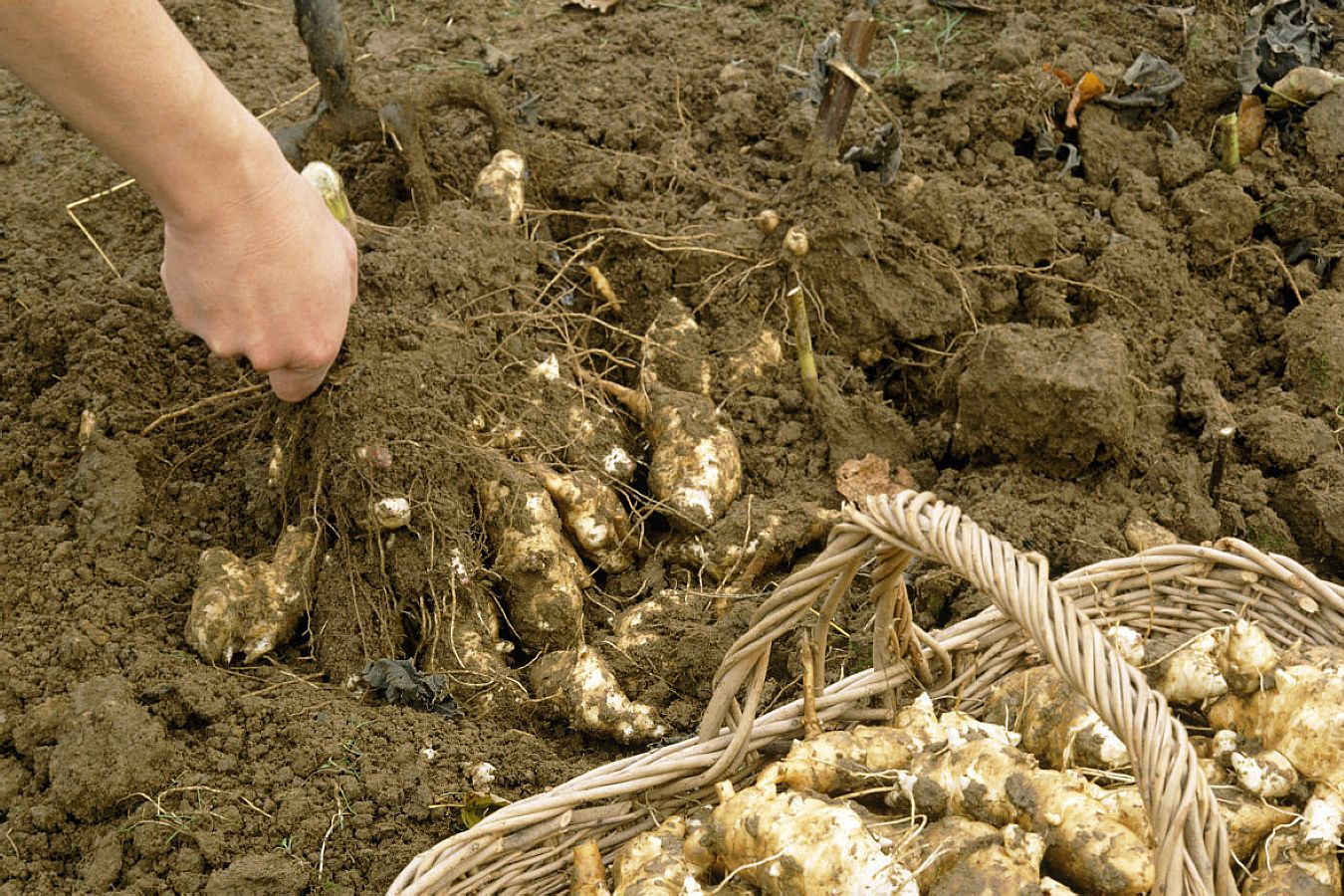 洋姜变身"胰岛果",种一亩赚2万元!是不是有些夸张了