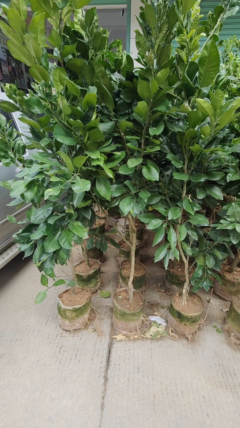 如何选择优质泰国红宝石青柚苗,枝条粗壮,根系发达,叶片浓绿,健康苗木