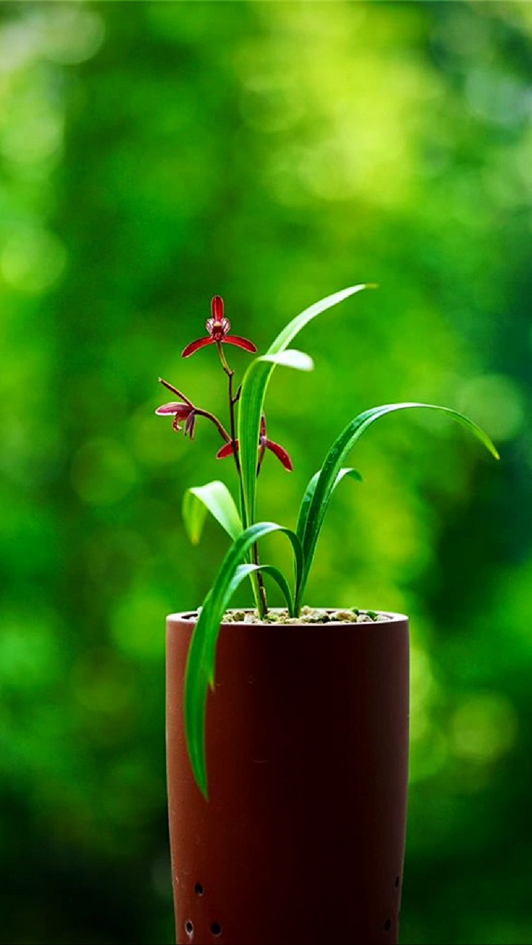 建兰墨宝(兰花)