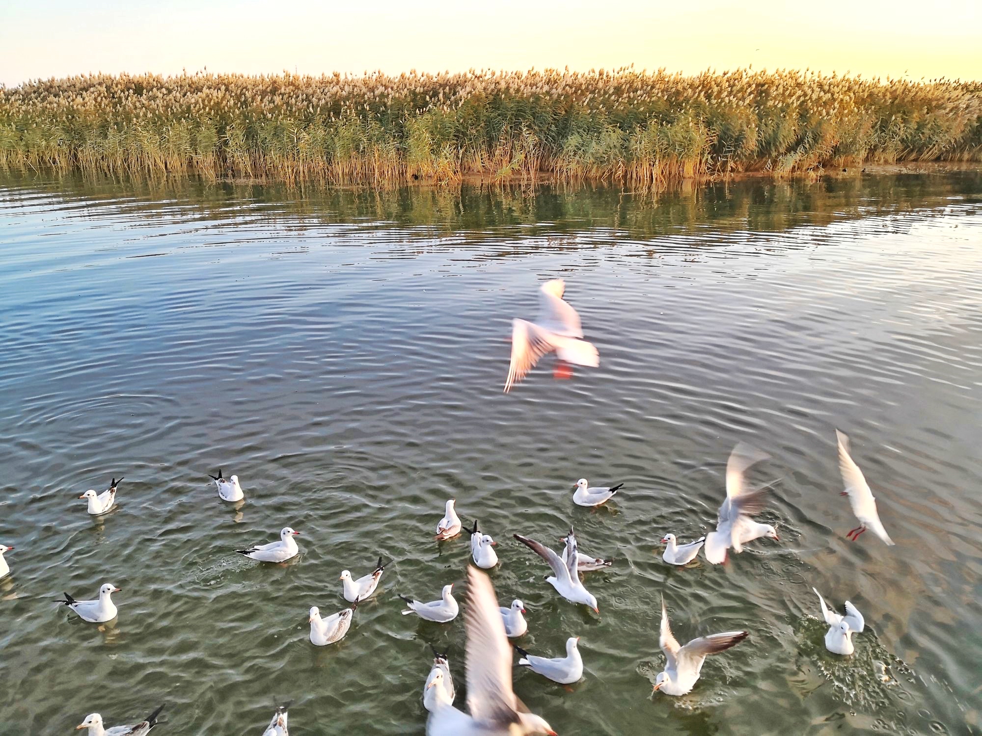 居延海日出,朝霞与海鸥齐飞  居延海位于内蒙古阿拉善盟额济纳旗北部