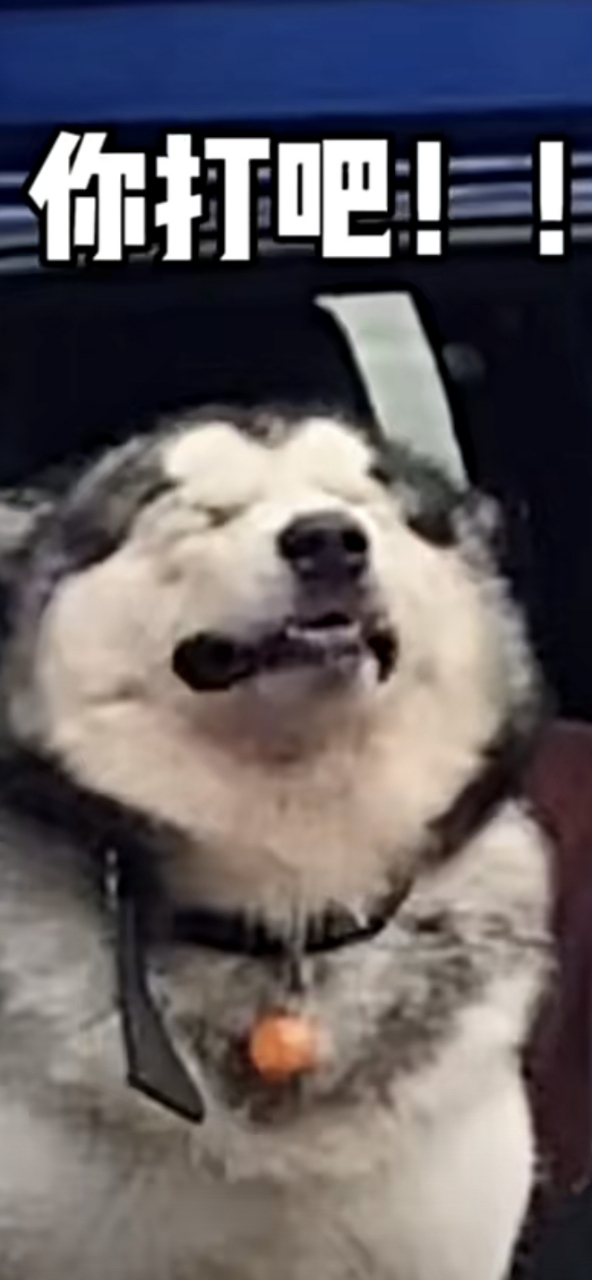 狗狗以为要被打,表情也太好笑了😆