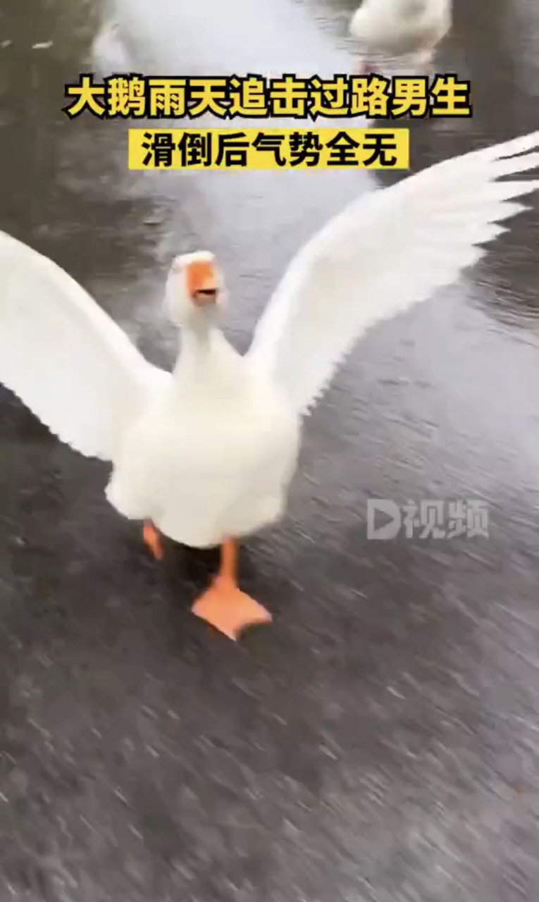 大鹅雨天追男生滑倒后气势全无.#趣图搞笑
