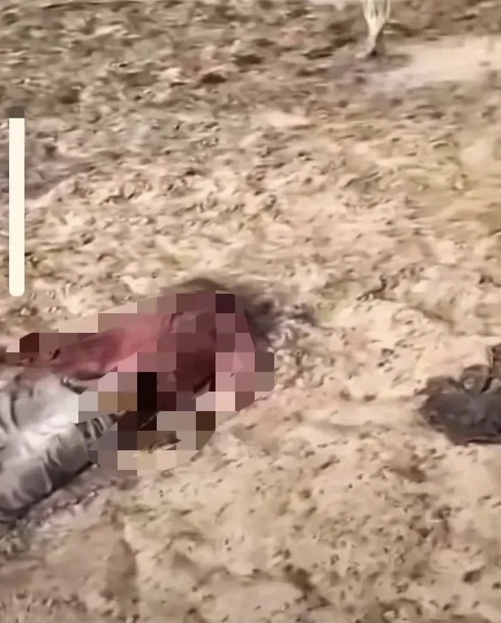 这比被火烧死都残忍吧,活活脱水热死.