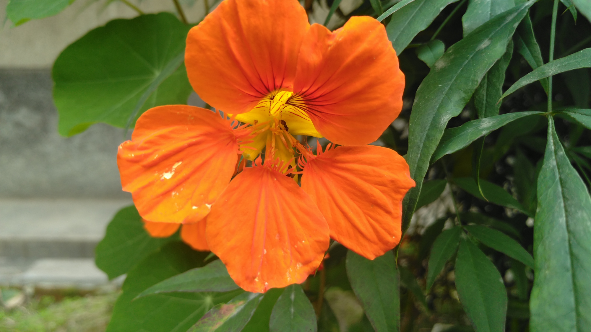 旱金莲如此的艳美,那一个又会不喜欢呢?