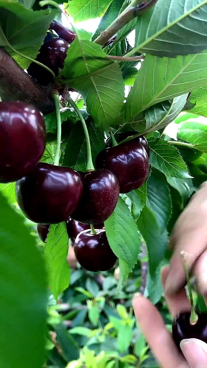 俄罗斯八号樱桃苗根系发达 俄罗斯八号樱桃苗价格 分枝量充足 坐果