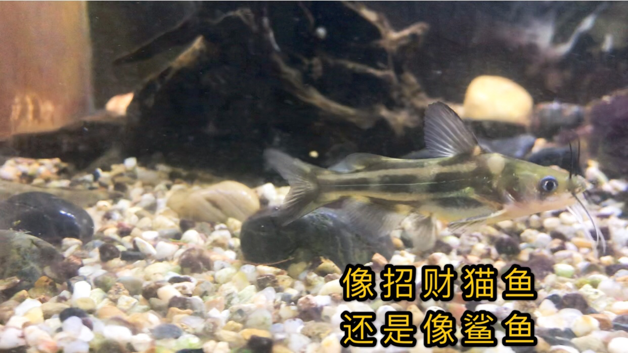河里最常见的昂公鱼,仔细看看有点像热带招财猫鱼,又有像鲨鱼