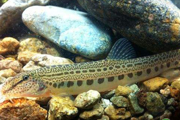 观赏鱼之——沙鳅