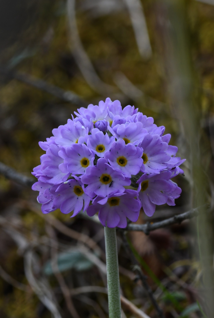 滇北球花报春 primula denticulata subsp.