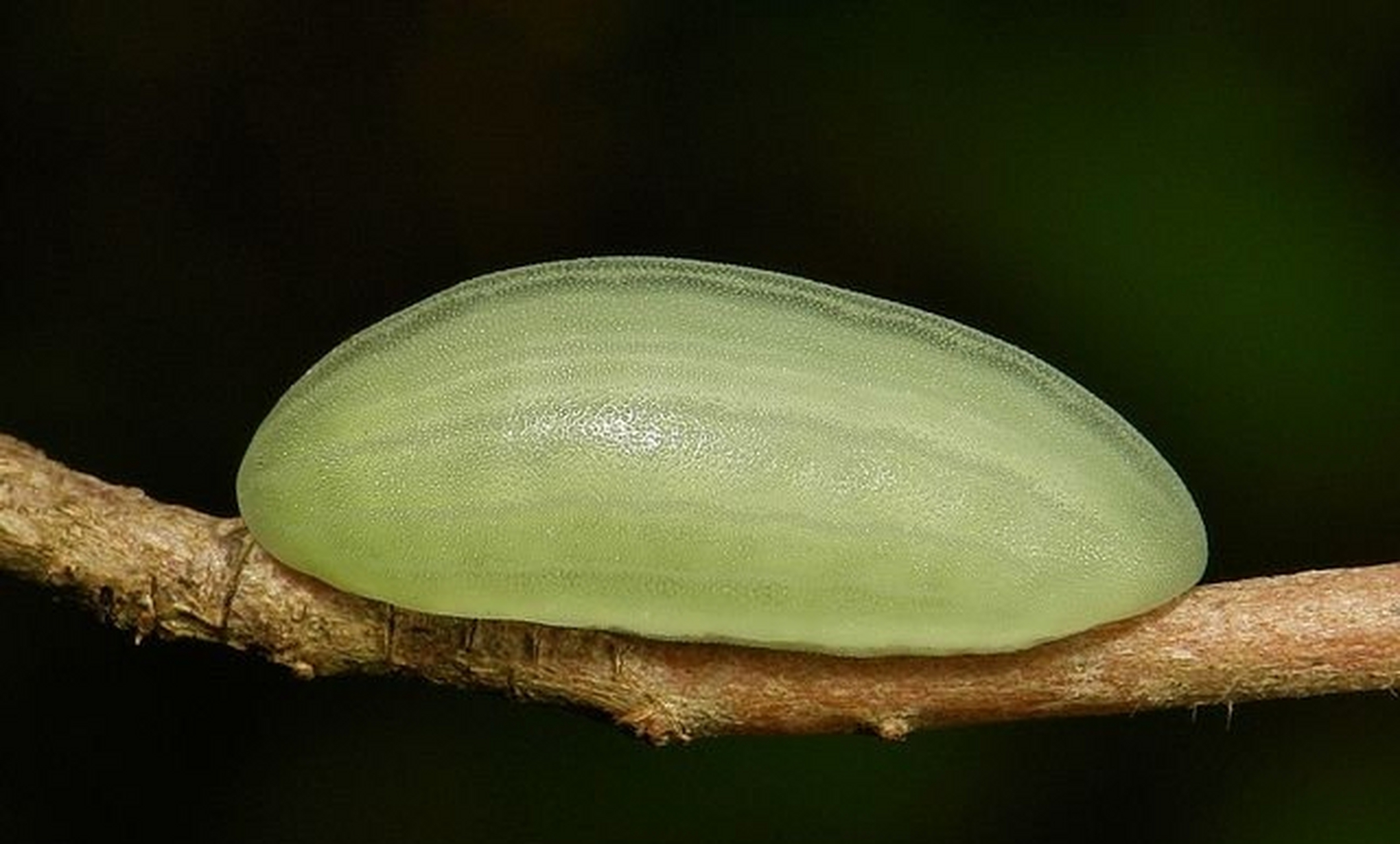 这是背刺蛾(belippa horrida)的幼虫,因为没有瘤刺(俗称毛,有毛的那种