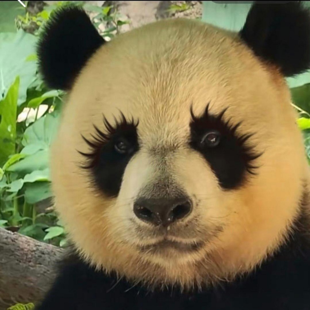 让我看看这是哪只大熊猫的卡姿兰大眼睛?