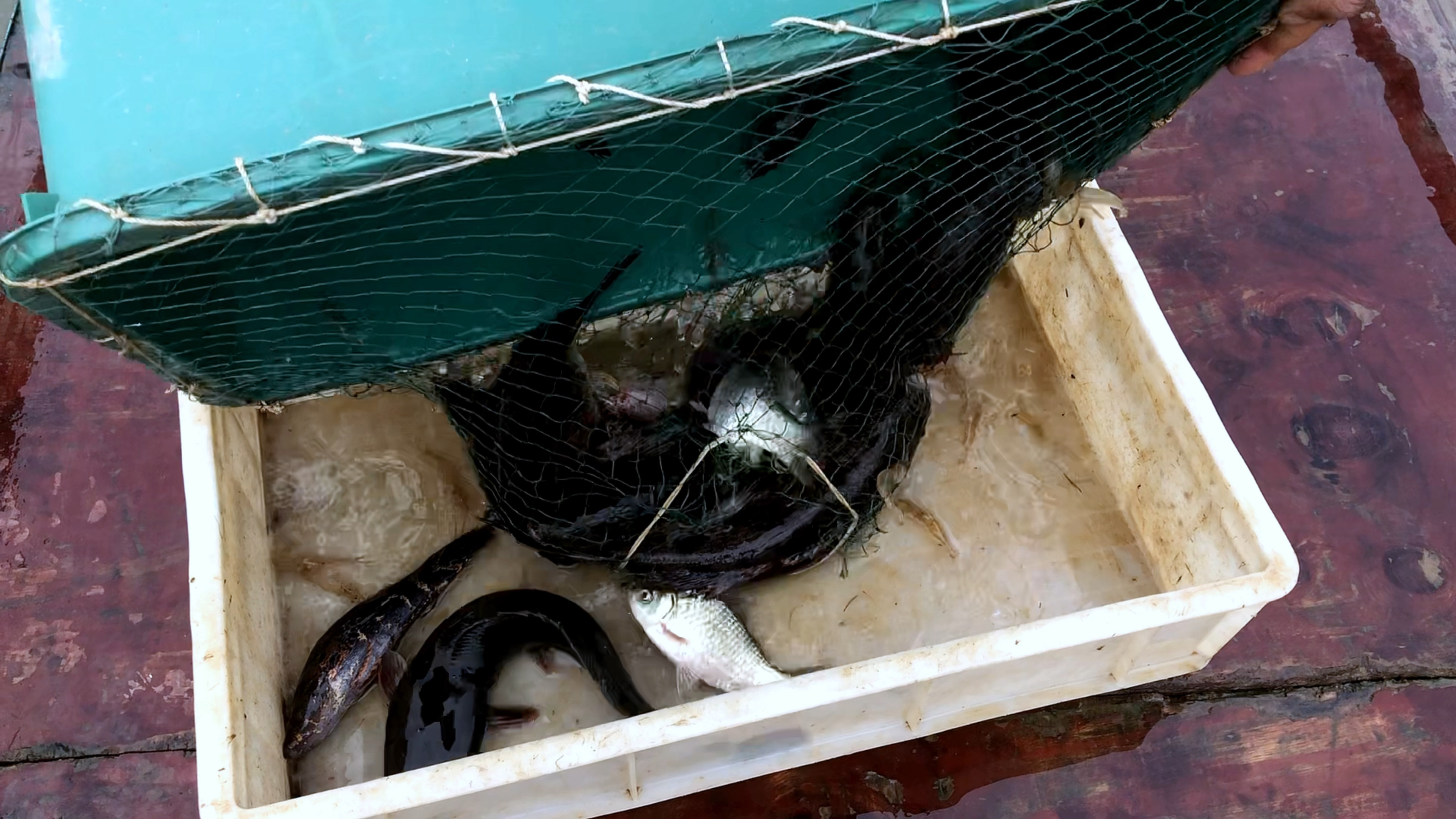 本地人誉为淡水石斑鱼,野生货还可以这么大,这鱼很多人却不爱吃