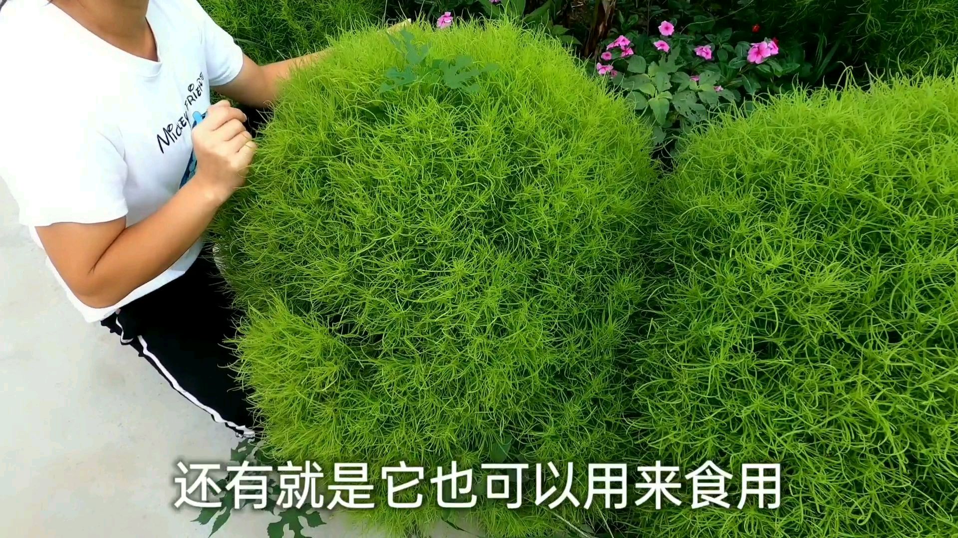 农村常见的这种野草,扫帚菜嫩时可以当菜吃,成熟可以做扫帚扫地