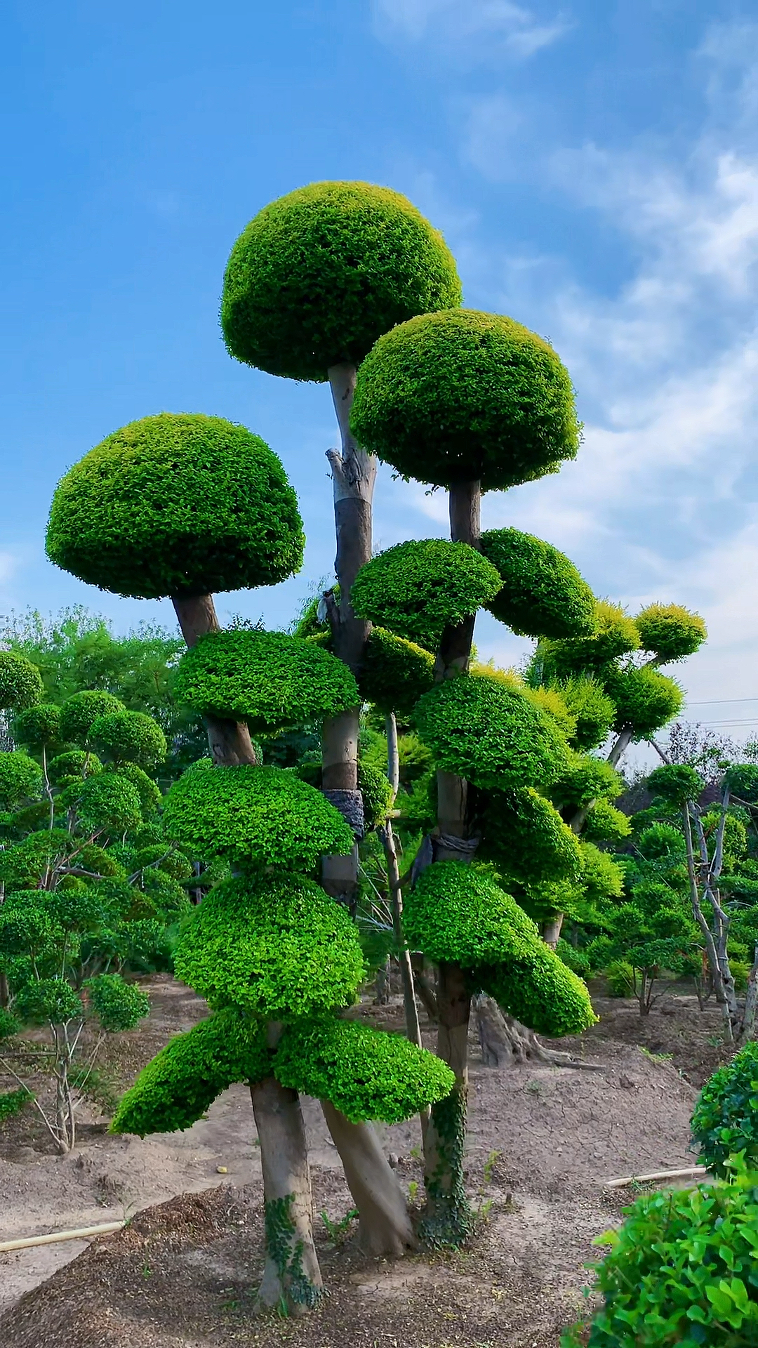 亮晶女贞造型树四季不落叶适合庭院别墅农家小院栽植