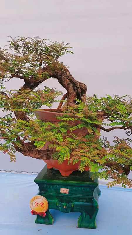 一颗金奖捞月清香木盆景,经不经典我不管.我就喜欢这一款.-度小视