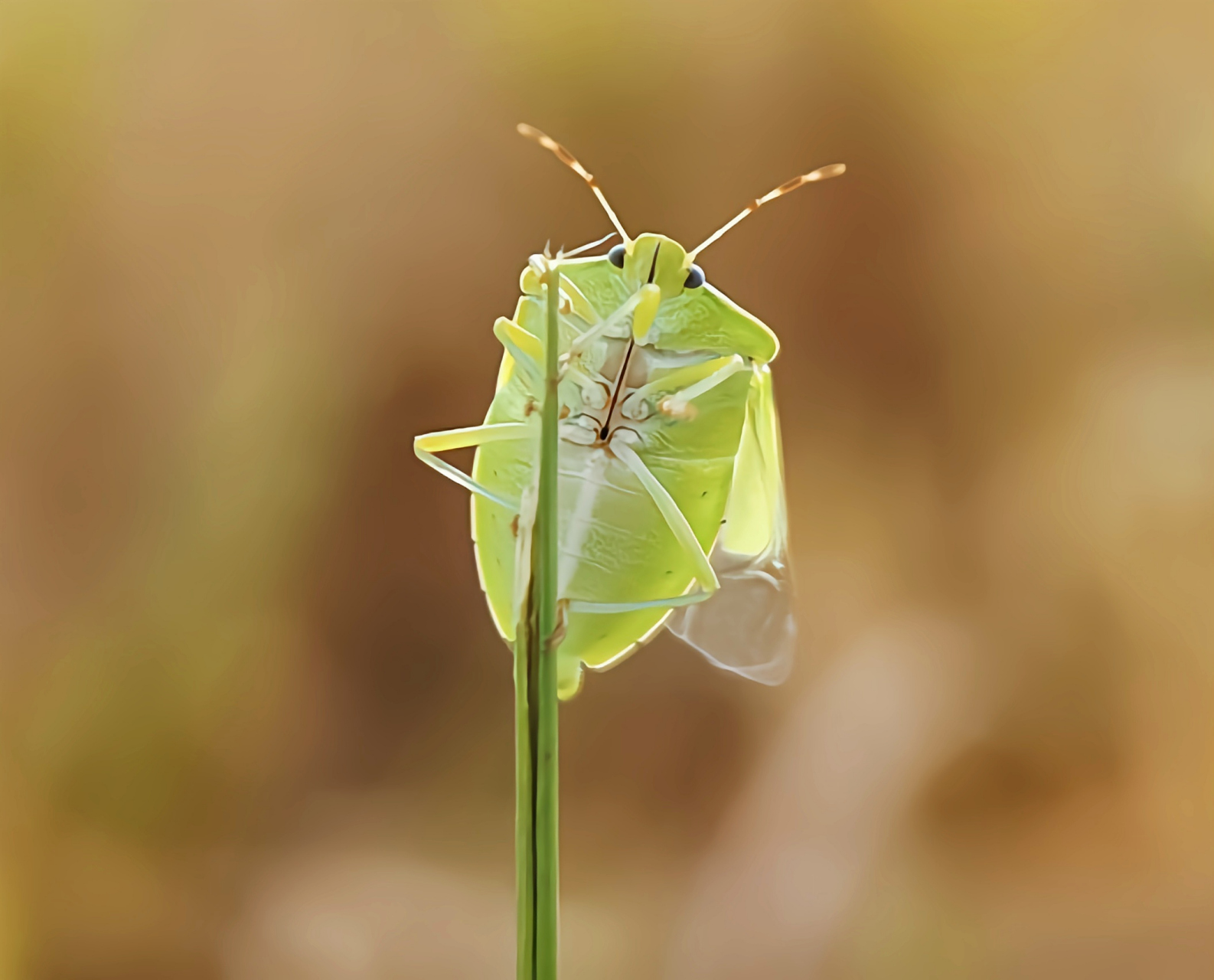 每天认识一种昆虫——稻绿蝽 稻绿蝽是半翅目,蝽科昆虫,它是一种分布