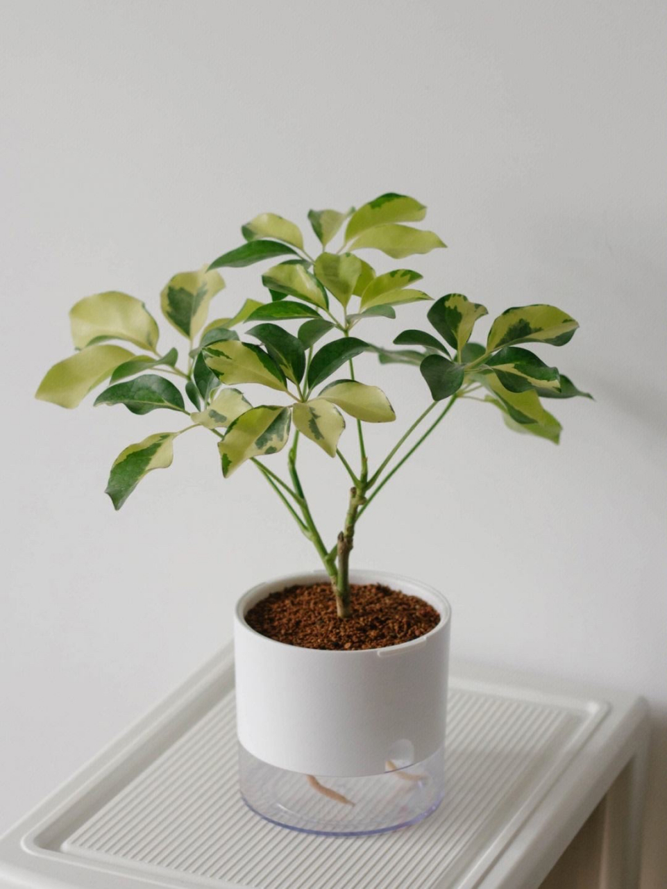 花叶鸭脚木,是一种很好养的植物,  它又叫作花叶鹅掌柴,为什么叫这个