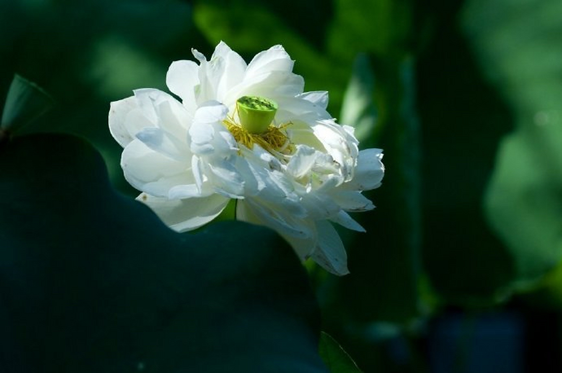 一朵莲花在池中央