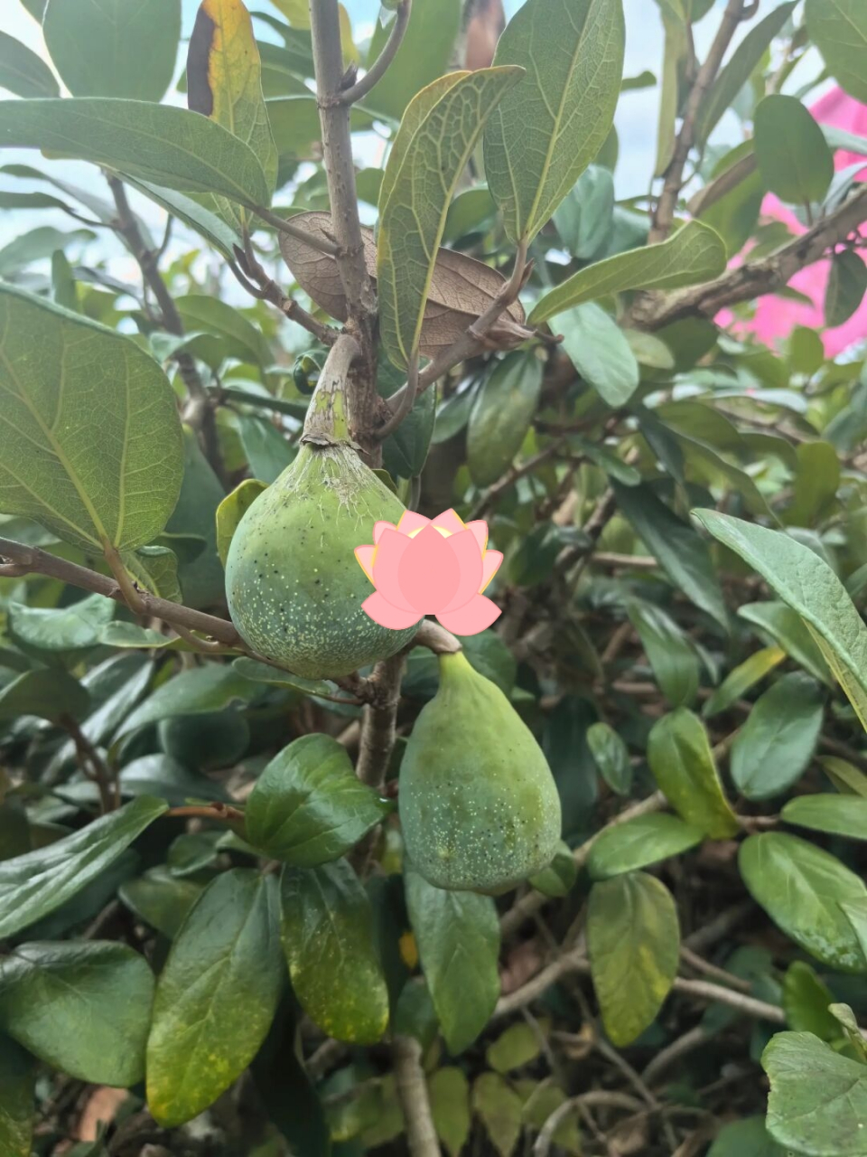 快看我发现了什么  爱玉果,是一种爬藤植物的果实,分布于中国台湾