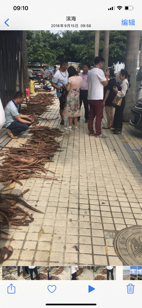 海南最大黄花梨市场图片