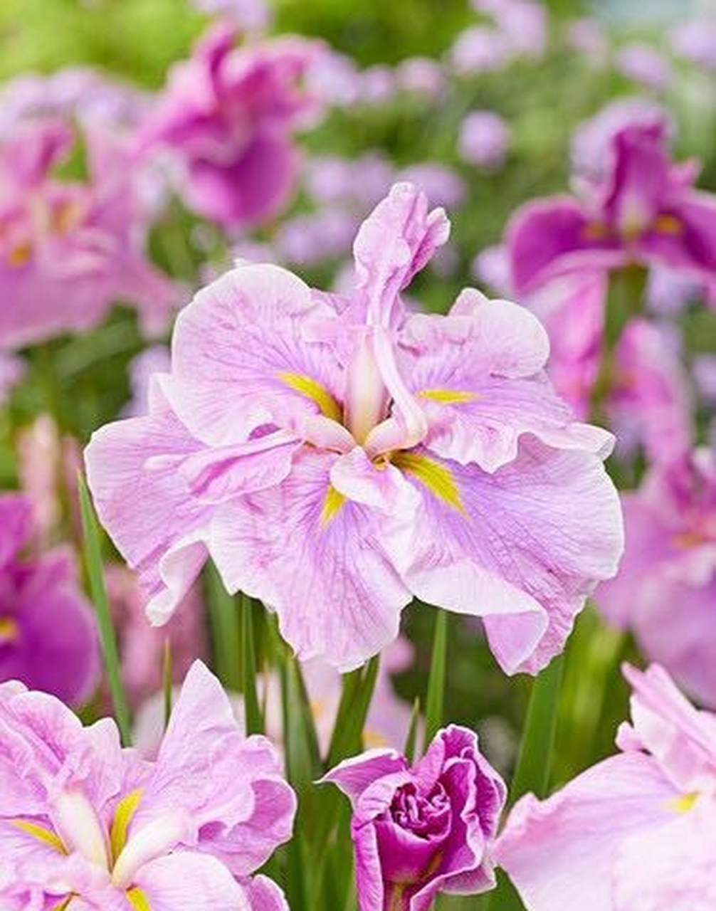 花菖蒲指隶属于鸢尾科鸢尾属的玉蝉花(risensara thunb.