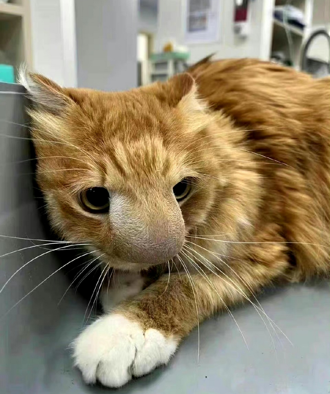 小猫咪被蜜蜂蛰成考拉了[笑哭][左捂脸][捂脸]虽然它看起来真的好可怜