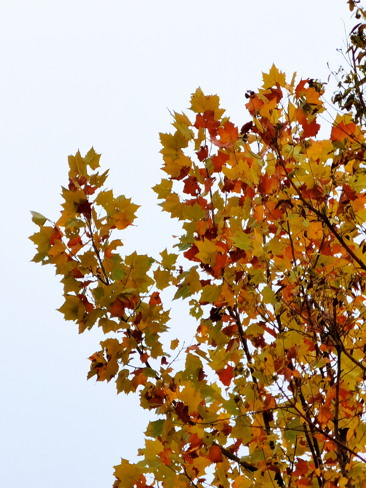 感受植物之美:悬铃木——且歌且燃叶妖娆