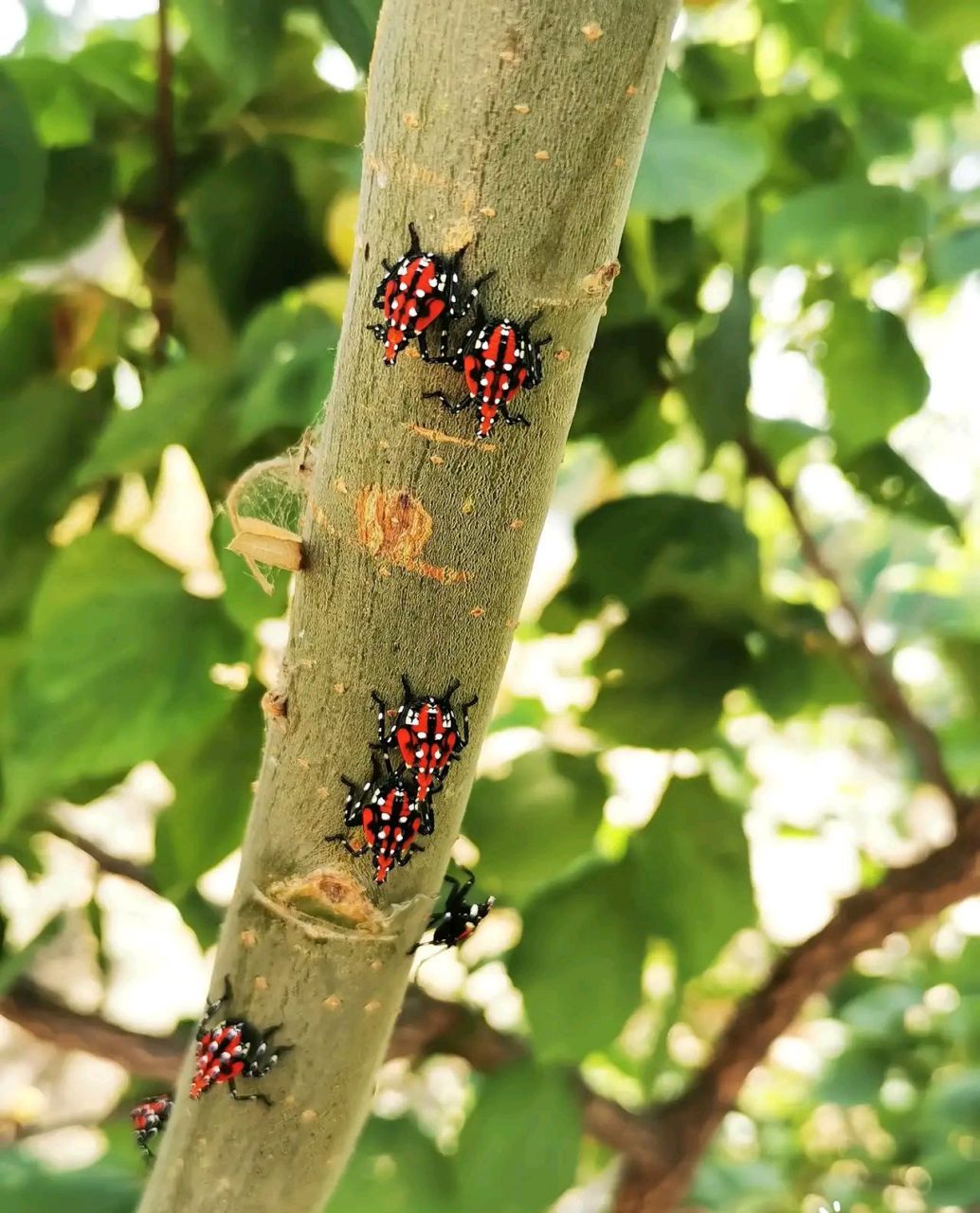 你们那管这虫子叫什么?我们那叫它椿蹦子,常常出现在椿树上