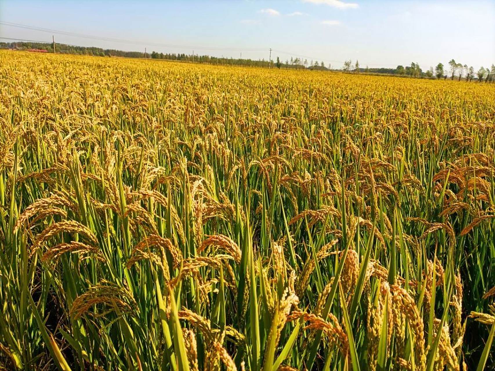 贯彻二十大辽宁在行动# #美好辽宁欢迎您# 水稻丰收