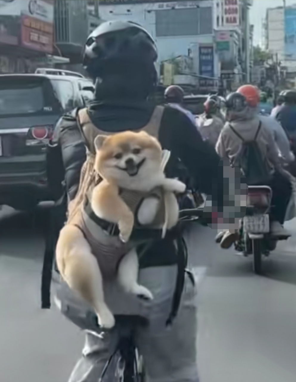 主人背着狗狗骑行,狗狗咧着嘴开心一路.