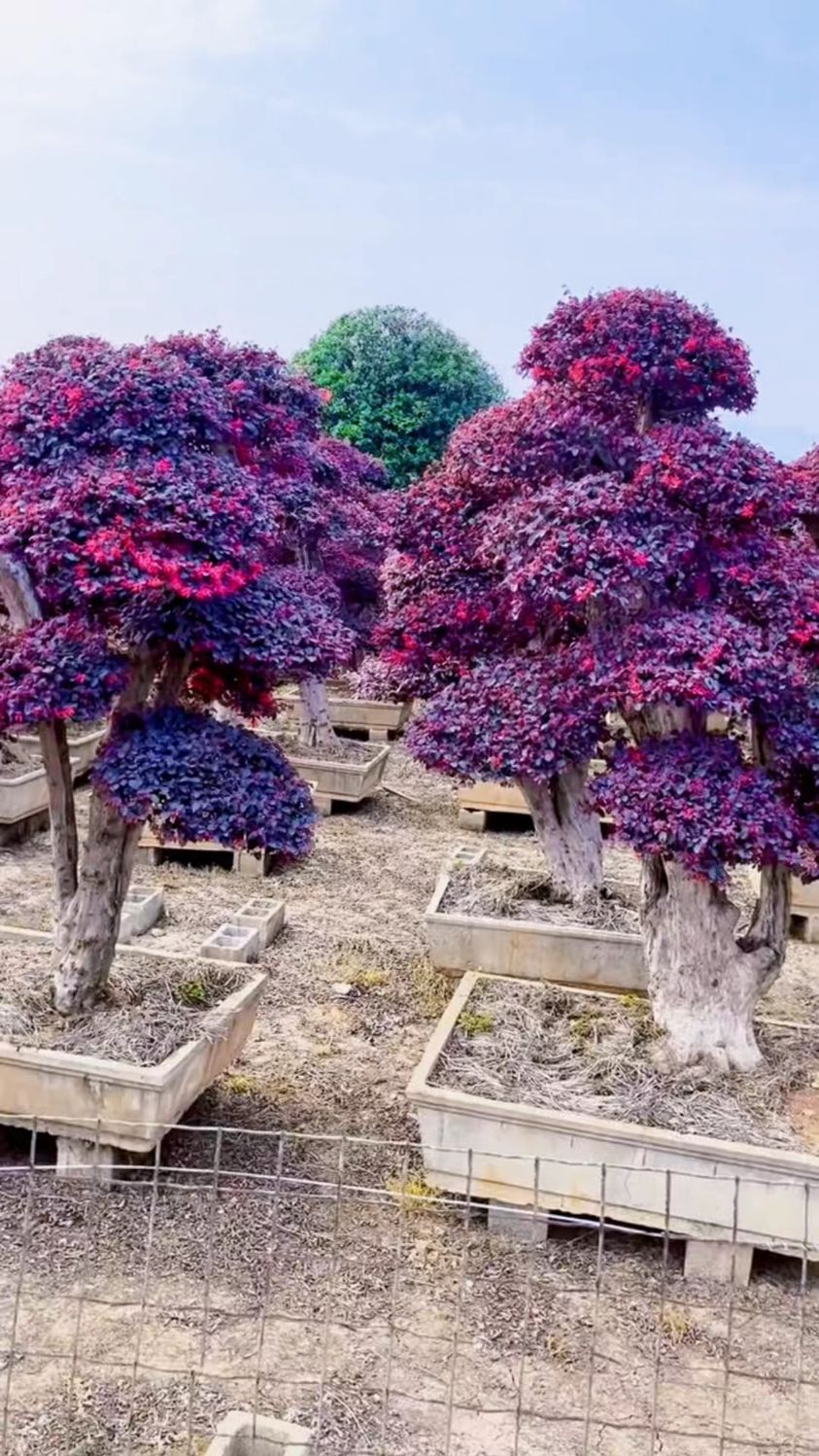 红花继木造型树四季不落叶适合庭院别墅农家小院栽植