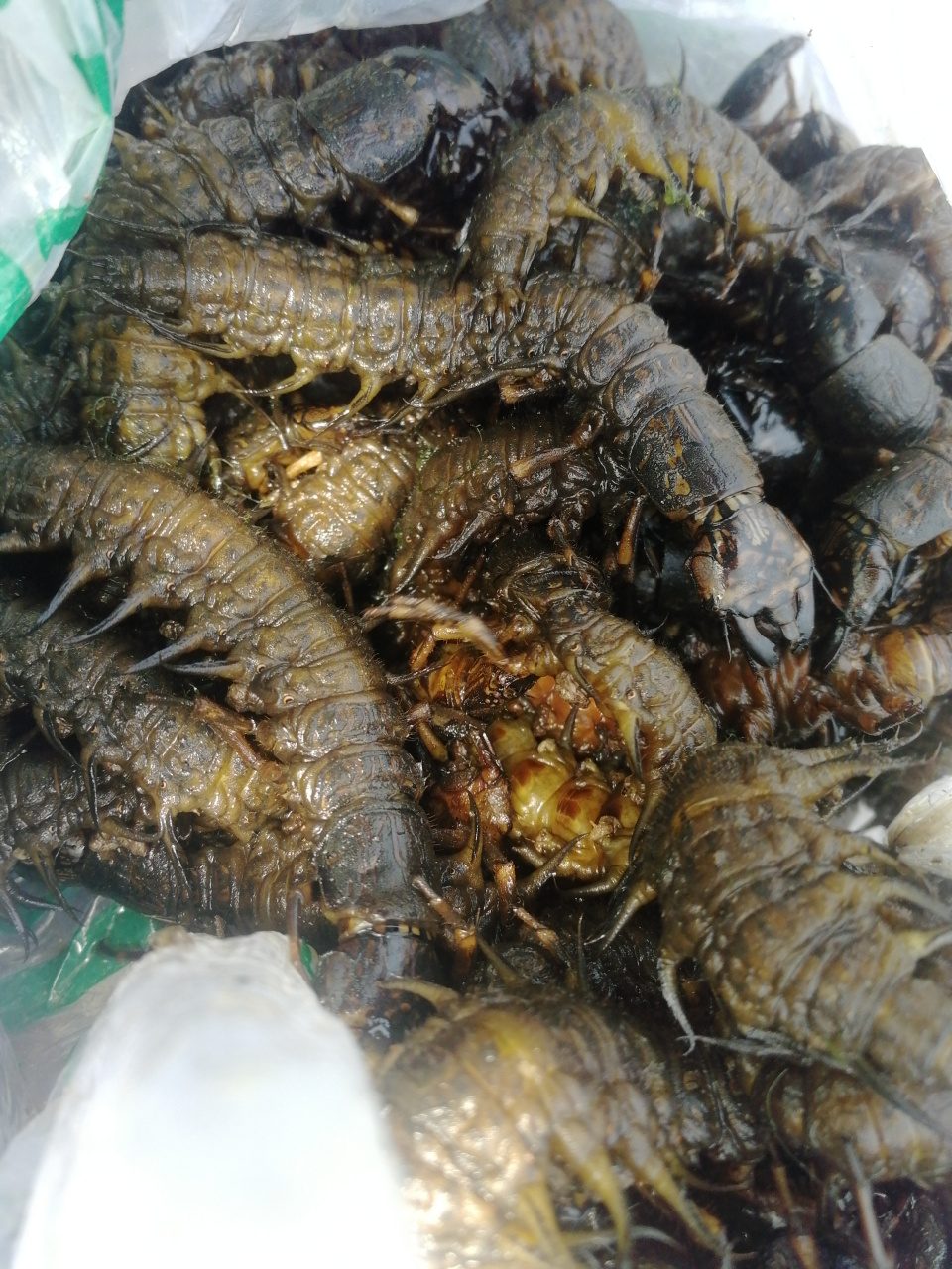 舌尖上的中国,水蜈蚣 今天天气很好,有老板叫我抓水蜈蚣卖给他,他给80