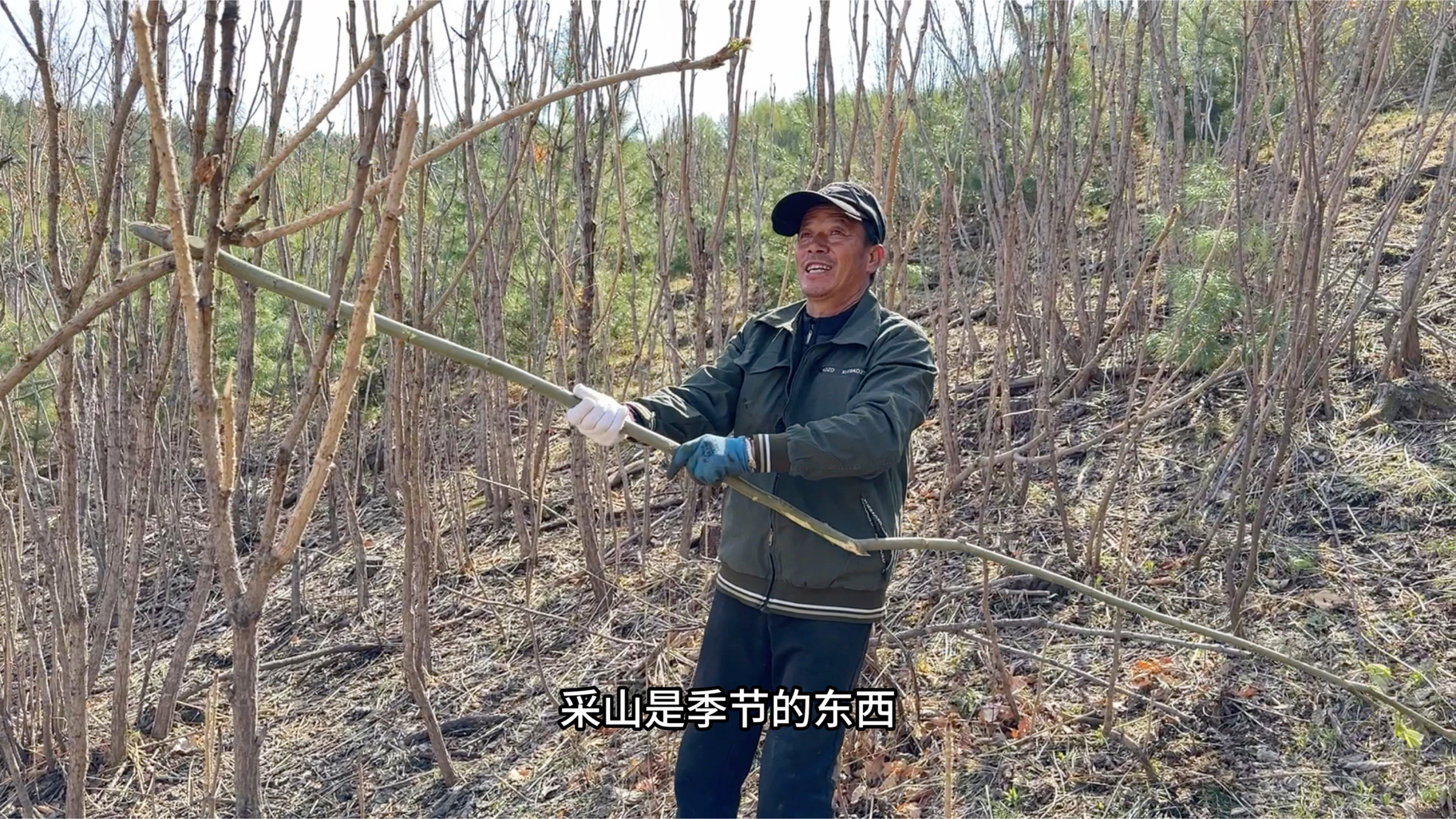 各种野菜要长出来了,带上老爸提前进山踩点,划拉不少刺嫩芽