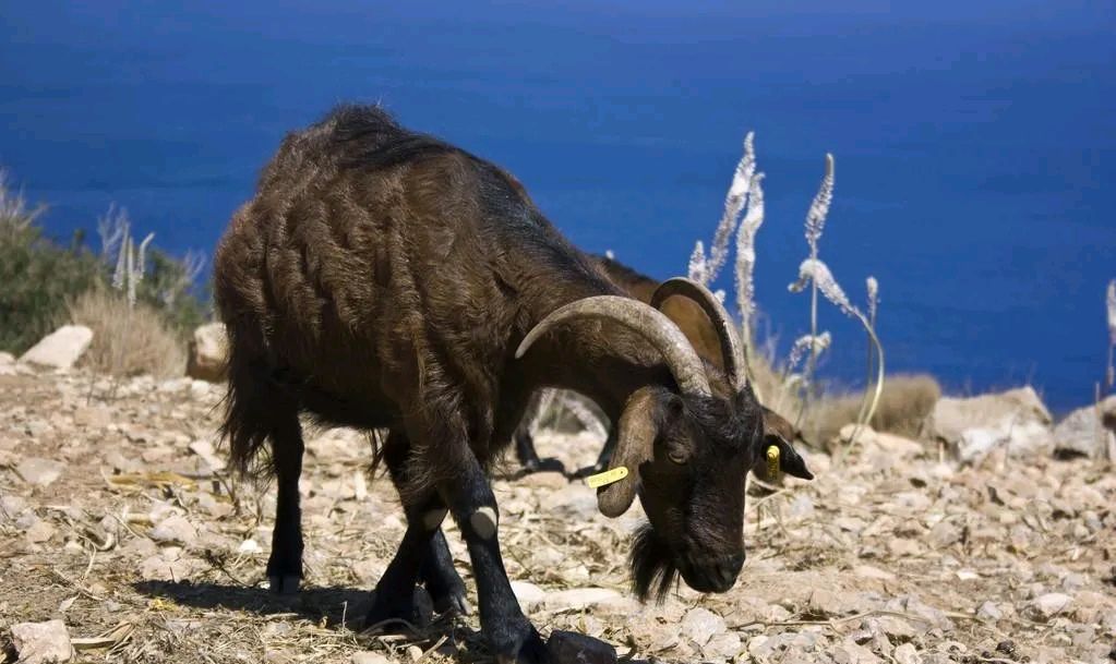 民间故事:羊杀狼