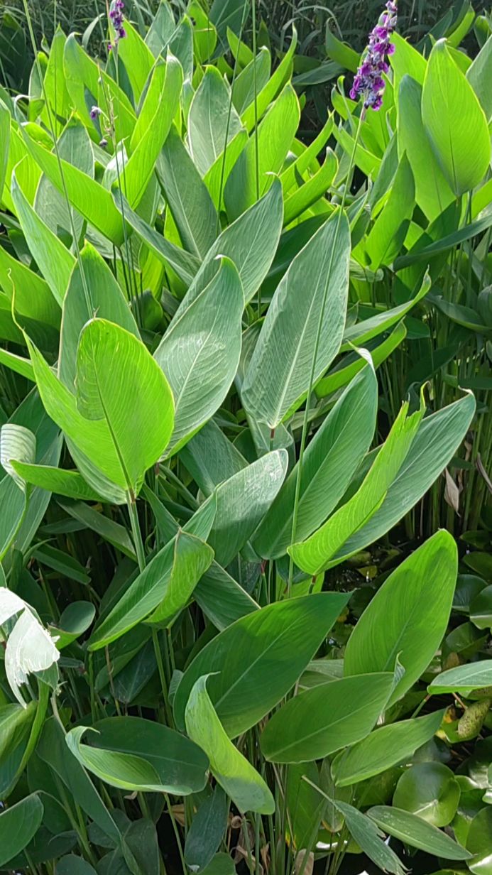 什刹海湿地公园里的这种水生植物叫什么名字,你知道吗?