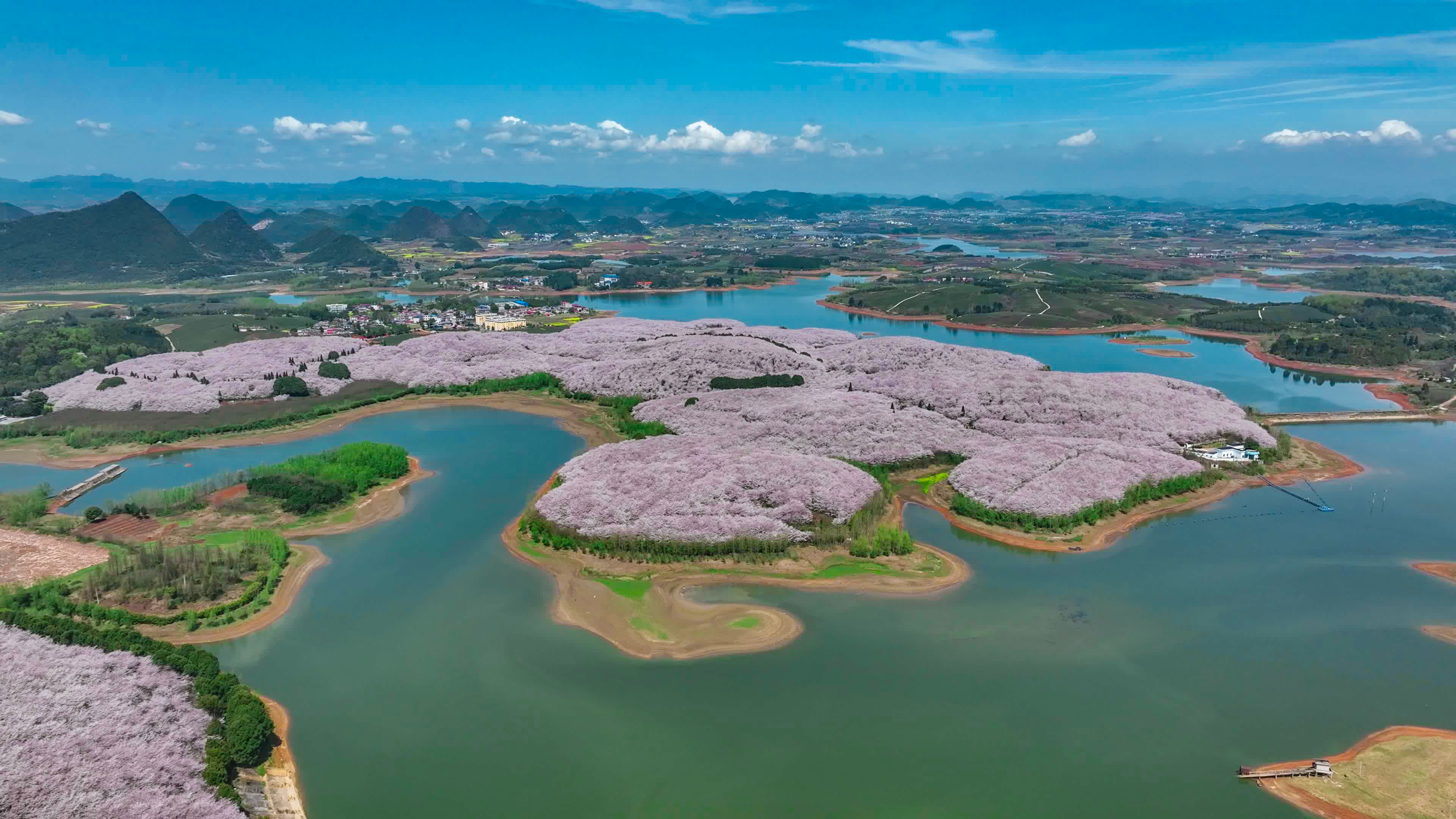 平坝樱花基地图片