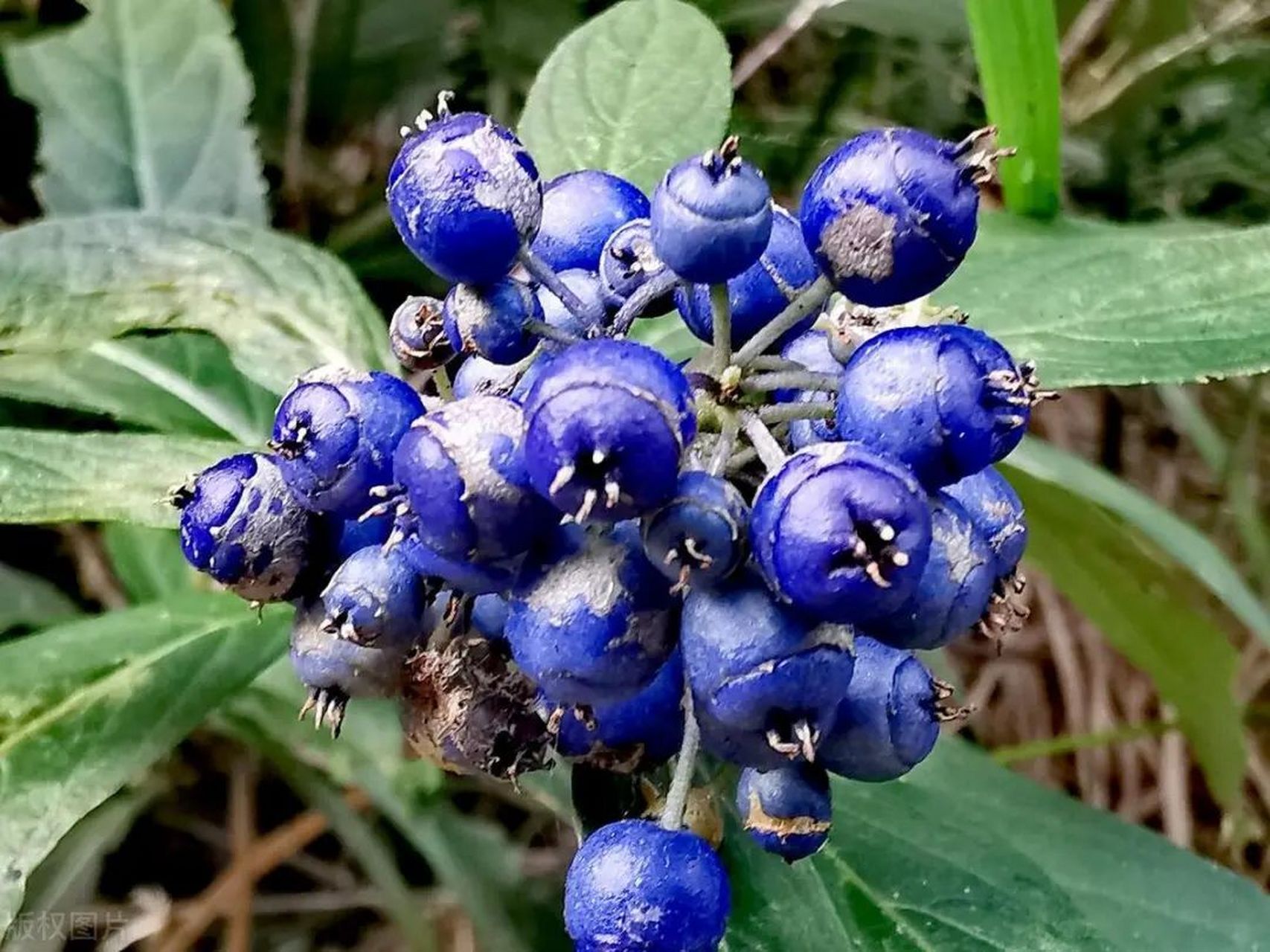 麦冬蓝色的果子有毒吗图片