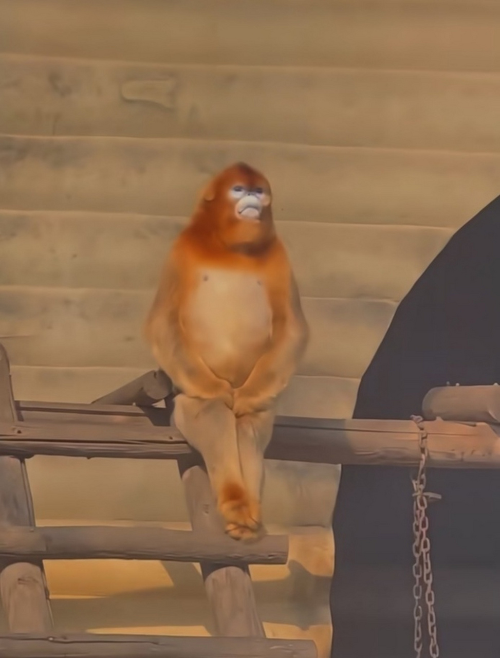 这猴子的坐姿好优雅啊,看着真可爱![大笑]