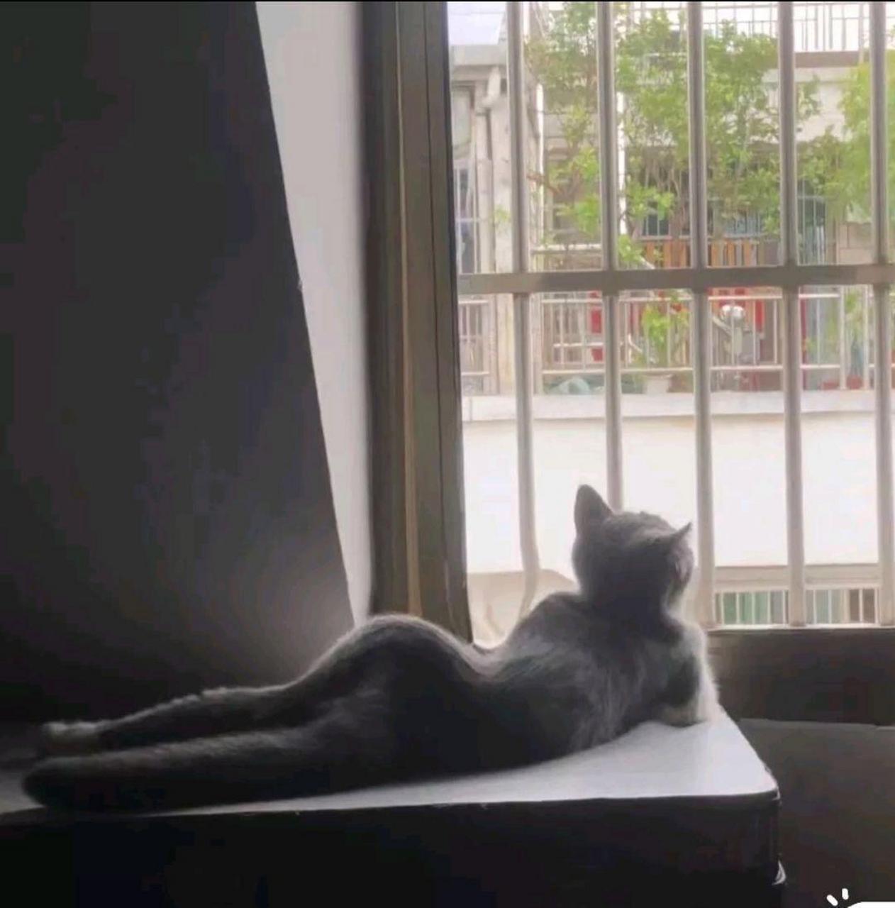 单身久了,看什么都觉得怪怪的,这猫的背影看着分外妖娆