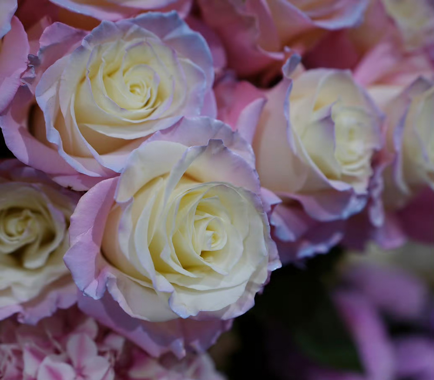 迎金秋购尽兴# 双色月季好美,国庆国庆,举国欢庆开心,吉祥,平安,如 