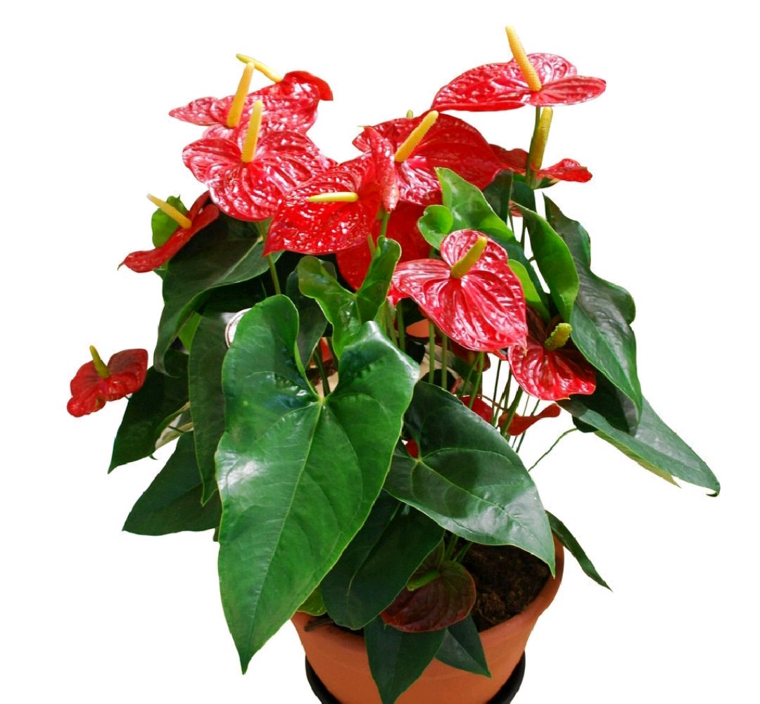 心想事成人人乐,鸿运当头事事欣——火鹤花