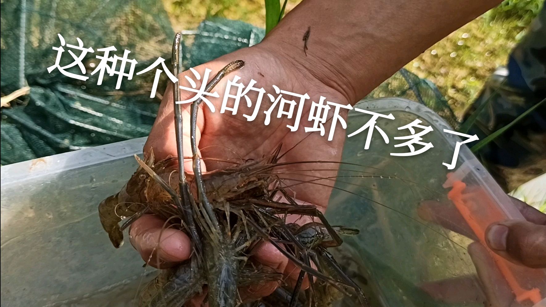 下地笼抓河虾,这个季节河虾真肥,个头快赶上小龙虾了